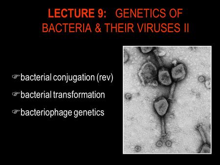 LECTURE 9: GENETICS OF BACTERIA & THEIR VIRUSES II Fbacterial conjugation (rev) Fbacterial transformation Fbacteriophage genetics.