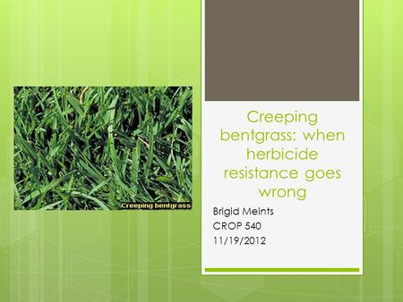 Creeping bentgrass: when herbicide resistance goes wrong Brigid Meints CROP 540 11/19/2012.