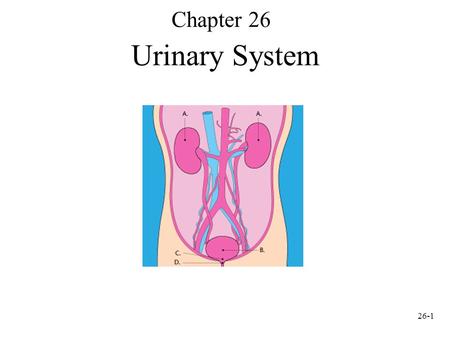 Chapter 26 Urinary System.