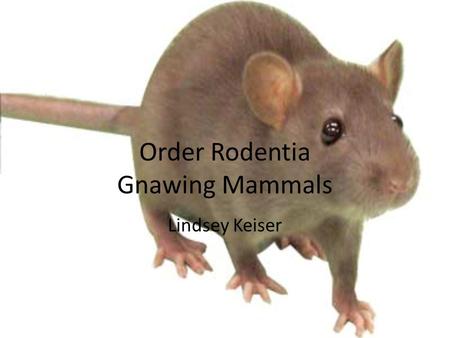 Order Rodentia Gnawing Mammals Lindsey Keiser. Order Rodentia Largest order of mammals – Over 2000 living species placed in 30 families – Over 40% of.