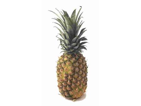 The Pineapple! “Nature’s Porcupine” The Pineapple! “Nature’s Porcupine” (besides the actual porcupine)