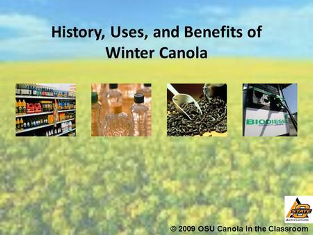 History, Uses, and Benefits of Winter Canola © 2009 OSU Canola in the Classroom.