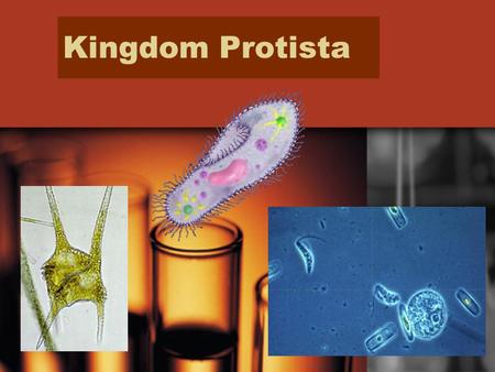 Kingdom Protista.