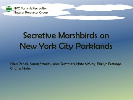 Secretive Marshbirds on New York City Parklands Ellen Pehek, Susan Stanley, Alex Summers, Nate McVay, Evelyn Fetridge, Charles Hofer NYC Parks & Recreation.