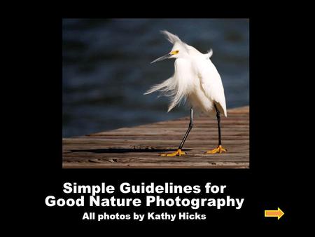 Simple Guidelines for Good Nature Photography All photos by Kathy Hicks.