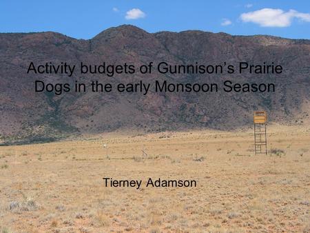 Activity budgets of Gunnison’s Prairie Dogs in the early Monsoon Season Tierney Adamson.