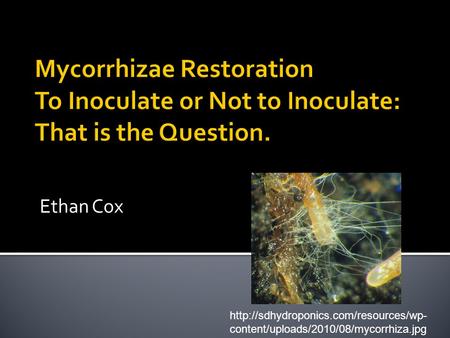 Ethan Cox  content/uploads/2010/08/mycorrhiza.jpg.