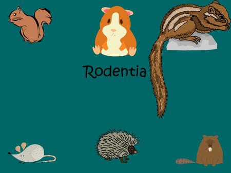Rodentia. The single largest group of mammals is the________________. Most ____________mammals are rodents. There are about ___________living species.