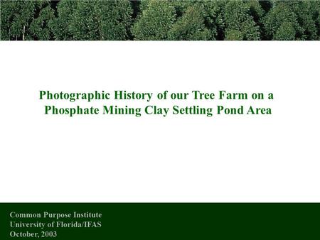 Photographic History of our Tree Farm on a Phosphate Mining Clay Settling Pond Area Common Purpose Institute University of Florida/IFAS October, 2003.