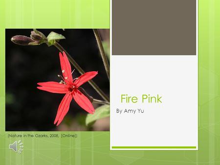 Fire Pink By Amy Yu (Nature in the Ozarks, 2008, [Online])