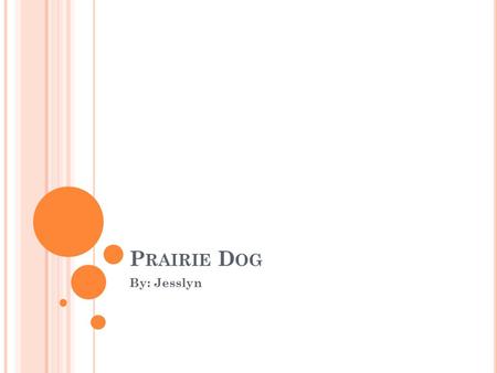 P RAIRIE D OG By: Jesslyn. P HYSICAL CHARACTERISTICS The prairie dog’s length is 12-15 inches. The prairie dog’s weight is 1-3 lbs. The prairie dog’s.