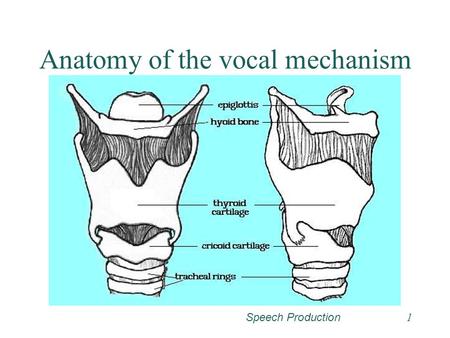 Anatomy of the vocal mechanism