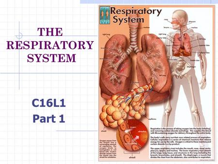 THE RESPIRATORY SYSTEM C16L1 Part 1 What does the respiratory system do? How do the parts of the respiratory system work together? How does the respiratory.