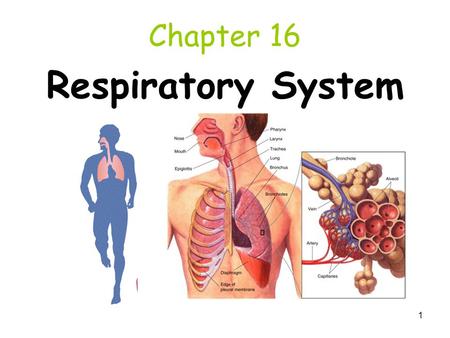 Chapter 16 Respiratory System.