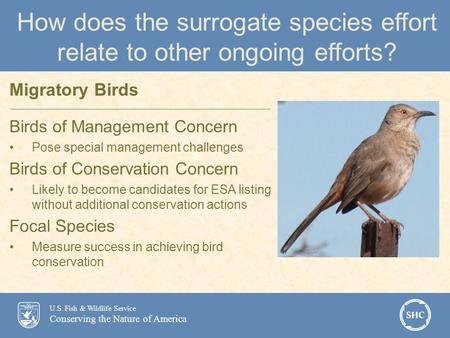 U.S. Fish & Wildlife Service Conserving the Nature of America How does the surrogate species effort relate to other ongoing efforts? Birds of Management.