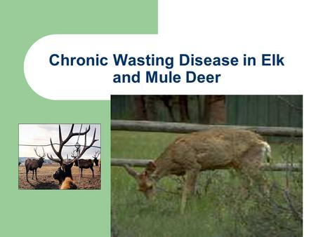 Chronic Wasting Disease in Elk and Mule Deer What is “Chronic Wasting Disease” (CWD) A transmissible spongiform encephalopathy that effects the brain.