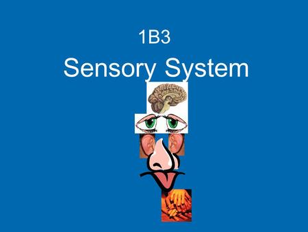 1B3 Sensory System. the role of the CENTRAL NERVOUS SYSTEM (CNS) is to control all the actions of the body This CNS has been preserved for display in.