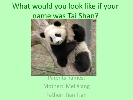 What would you look like if your name was Tai Shan? Parents names: Mother: Mei Xiang Father: Tian Tian.