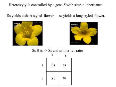 Ss  ss -> Ss and ss in a 1:1 ratio S s s s Ss ss Ss yields a short-styled flower. Heterostyly is controlled by a gene S with simple inheritance: ss yields.