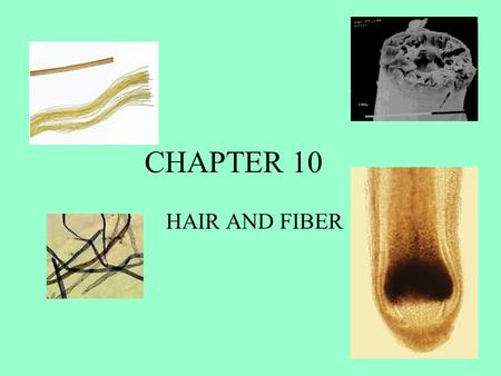 CHAPTER 10 HAIR AND FIBER.