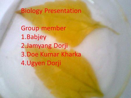 Biology Presentation Group member 1.Babjey 2.Jamyang Dorji 3.Doe Kumar Kharka 4.Ugyen Dorji.