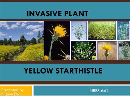 YELLOW STARTHISTLE NRES 641 Presented by Bignon Elsa INVASIVE PLANT.