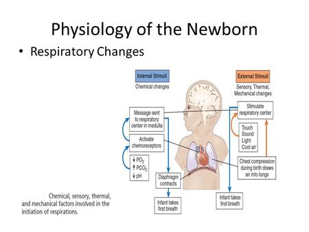 Physiology of the Newborn