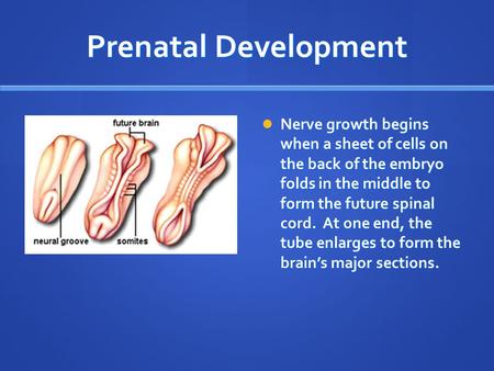 Prenatal Development Nerve growth begins when a sheet of cells on the back of the embryo folds in the middle to form the future spinal cord. At one end,