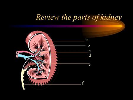 Review the parts of kidney e f a b c d Objective 10 URETERS--slender tubes 10-12 inches long convey urine from kidney to bladder. Peristalsis moves the.