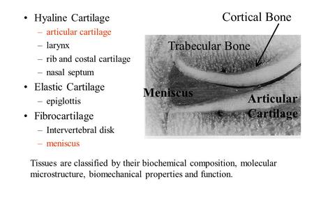 Cortical Bone Trabecular Bone Meniscus Articular Cartilage