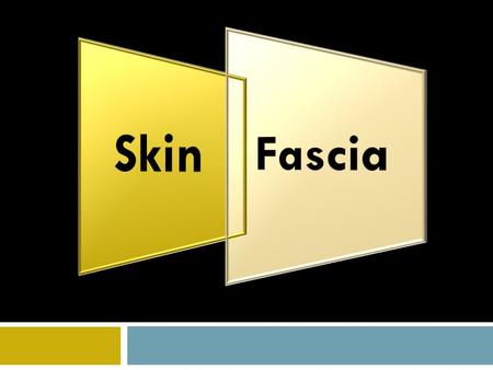 Objectives  Describe layers of skin.  Enlist the functions of skin.  Define appendages of skin.  Define Fascia.  Differentiate between Superficial.