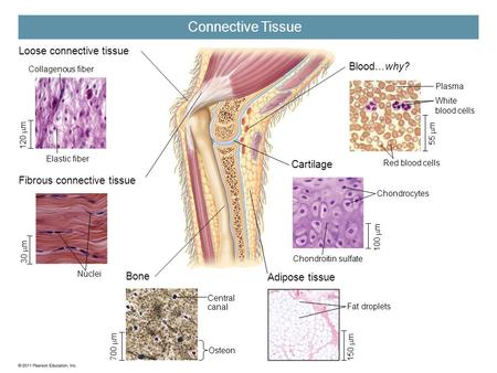 Connective Tissue Loose connective tissue Blood…why? Cartilage