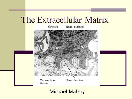 The Extracellular Matrix Michael Malahy. ECM in Epithelial Sheets 3 types of molecules abundant in ECM Proteoglycans Cushion cells and bind extracellular.