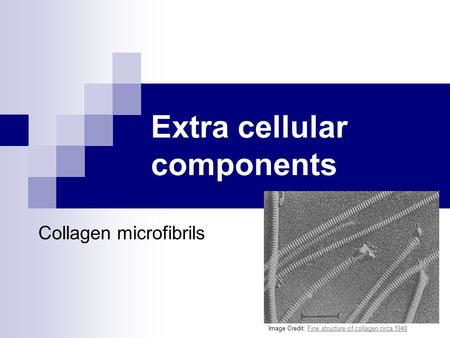 Extra cellular components Collagen microfibrils Image Credit: Fine structure of collagen circa 1948Fine structure of collagen circa 1948.