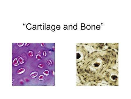 “Cartilage and Bone”.