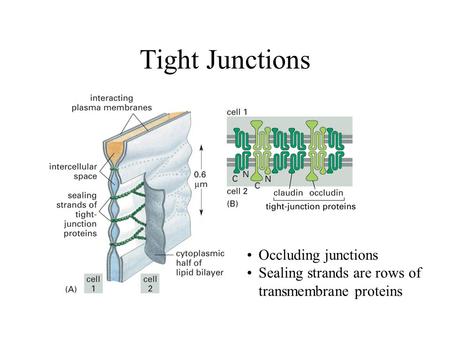 Tight Junctions Occluding junctions