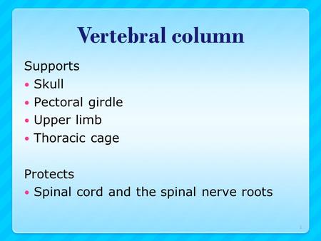 Vertebral column Supports Skull Pectoral girdle Upper limb Thoracic cage Protects Spinal cord and the spinal nerve roots 1.