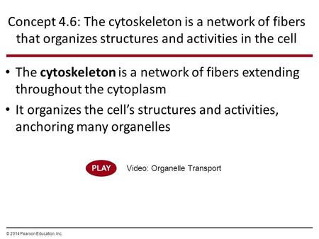 Concept 4.6: The cytoskeleton is a network of fibers that organizes structures and activities in the cell The cytoskeleton is a network of fibers extending.