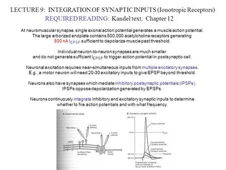 LECTURE 9: INTEGRATION OF SYNAPTIC INPUTS (Ionotropic Receptors) REQUIRED READING: Kandel text, Chapter 12 At neuromuscular synapse, single axonal action.