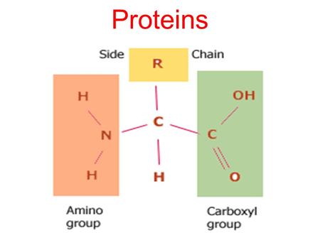 Proteins Protein Basics Used in variety of cellular functions Made of smaller amino acids Only 20 amino acids… but thousands of proteins –Exact arrangement.