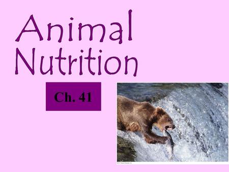 Ch. 41. Need to Feed Animal nutrition Food being taken in, taken apart, and taken up Herbivores Dine mainly on plants Carnivores Dine mainly on other.