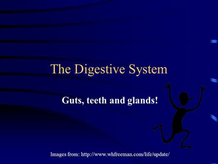 The Digestive System Guts, teeth and glands! Images from: