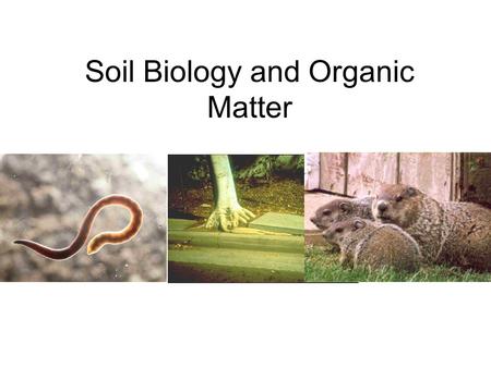 Soil Biology and Organic Matter. I.Overview A.Soil is….. Minerals (the body) Organisms (the life) Vital to soil formation and development.