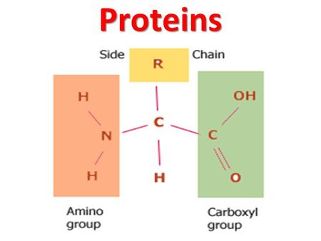 Proteins Protein Basics Used in variety of cellular functions Made of smaller amino acids –Monomer: Amino acid –Polymer: Polypeptide (Protein) Only 20.