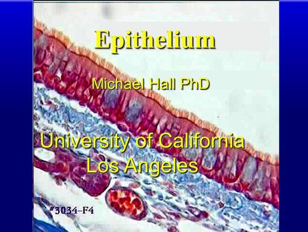 EpitheliumEpithelium Michael Hall PhD University of California Los Angeles University of California Los Angeles.