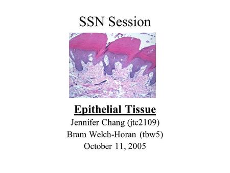 SSN Session Epithelial Tissue Jennifer Chang (jtc2109) Bram Welch-Horan (tbw5) October 11, 2005.