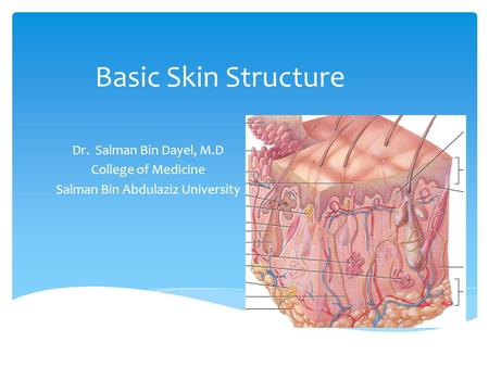 Basic Skin Structure Dr. Salman Bin Dayel, M.D College of Medicine Salman Bin Abdulaziz University.