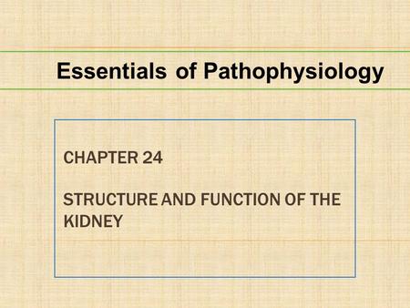 Chapter 24 Structure and Function of the Kidney