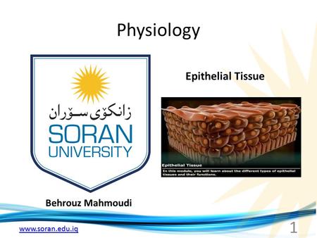 Www.soran.edu.iq Physiology Behrouz Mahmoudi Epithelial Tissue 1.