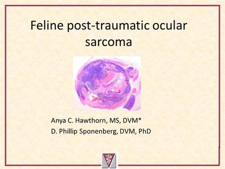 Feline post-traumatic ocular sarcoma Anya C. Hawthorn, MS, DVM* D. Phillip Sponenberg, DVM, PhD.